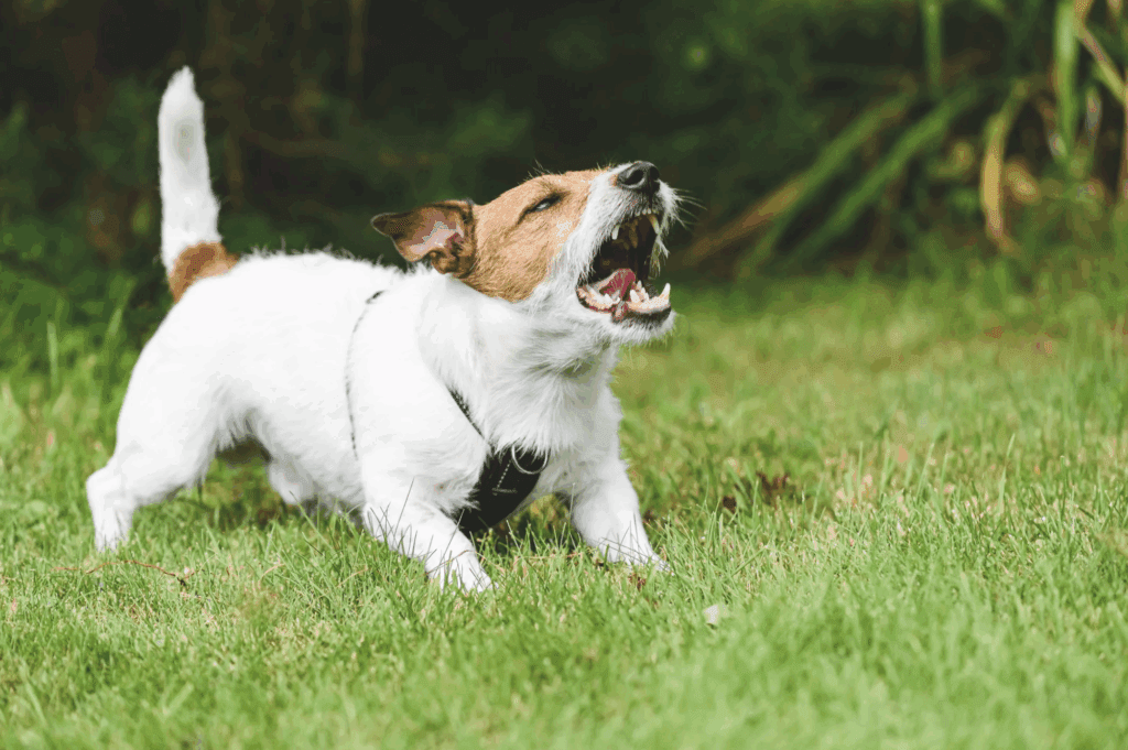 A small dog snarling and displaying aggression