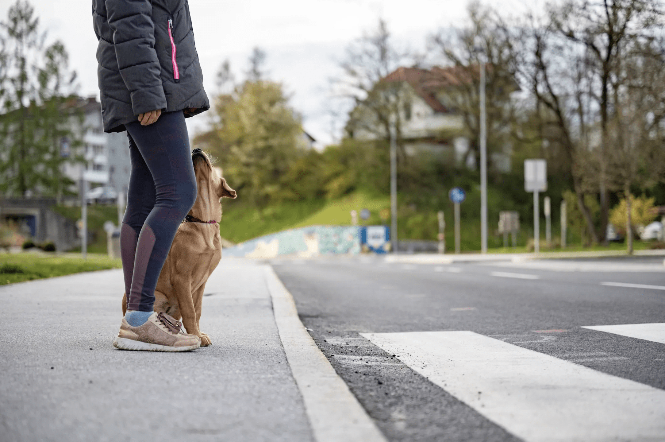 Dog patiently waiting to cross street with owner