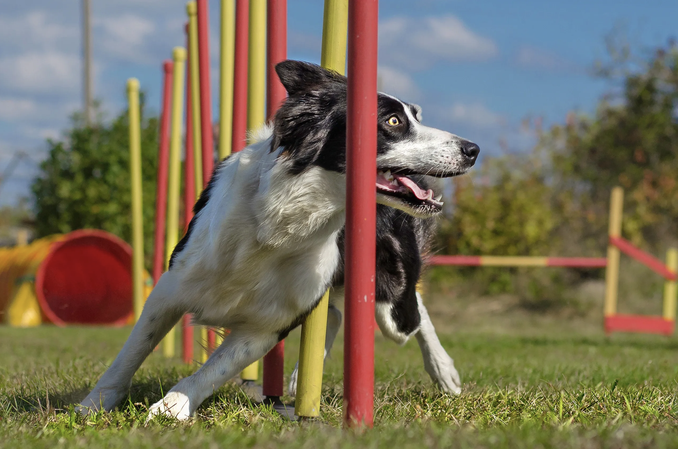 A dog practicing agility training