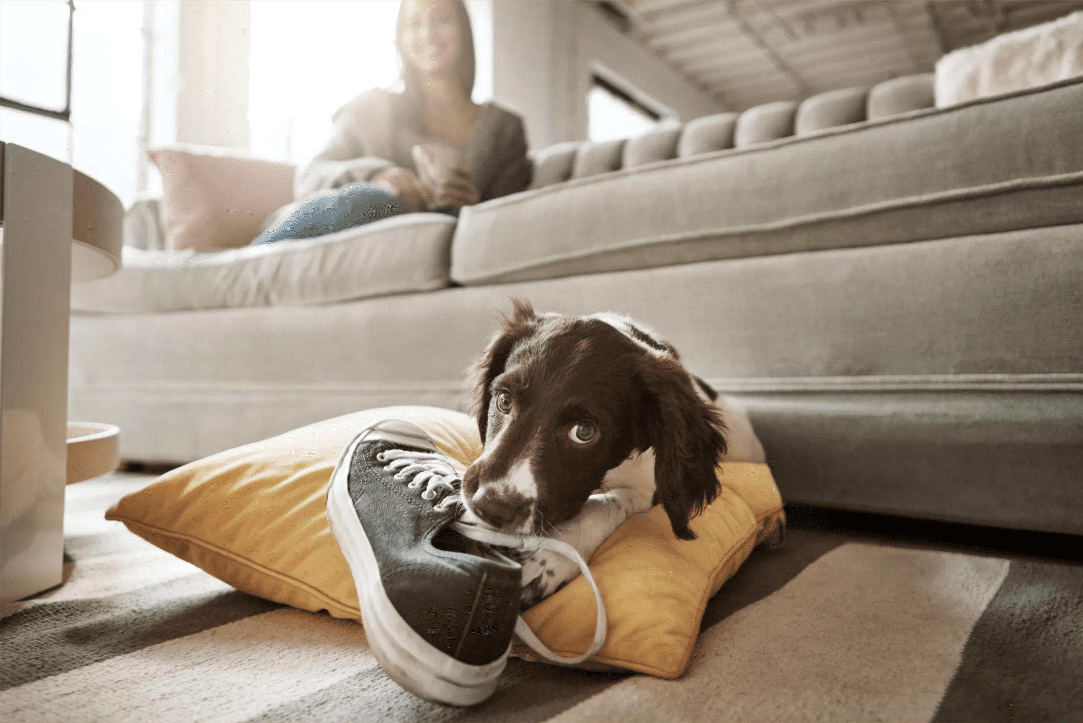 English Springer Spaniel chewing on a shoe