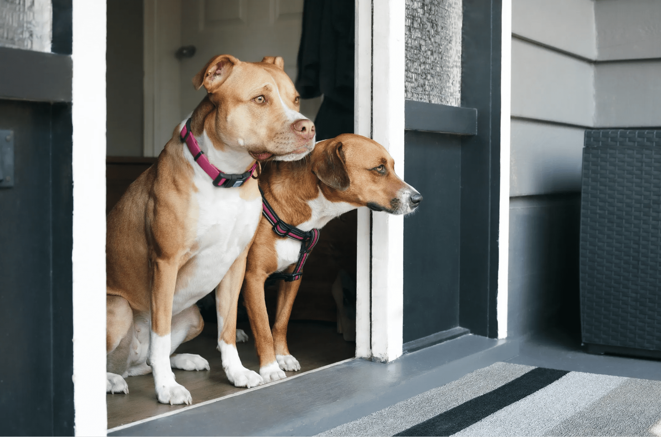 Pitbull and other dog sitting at front door