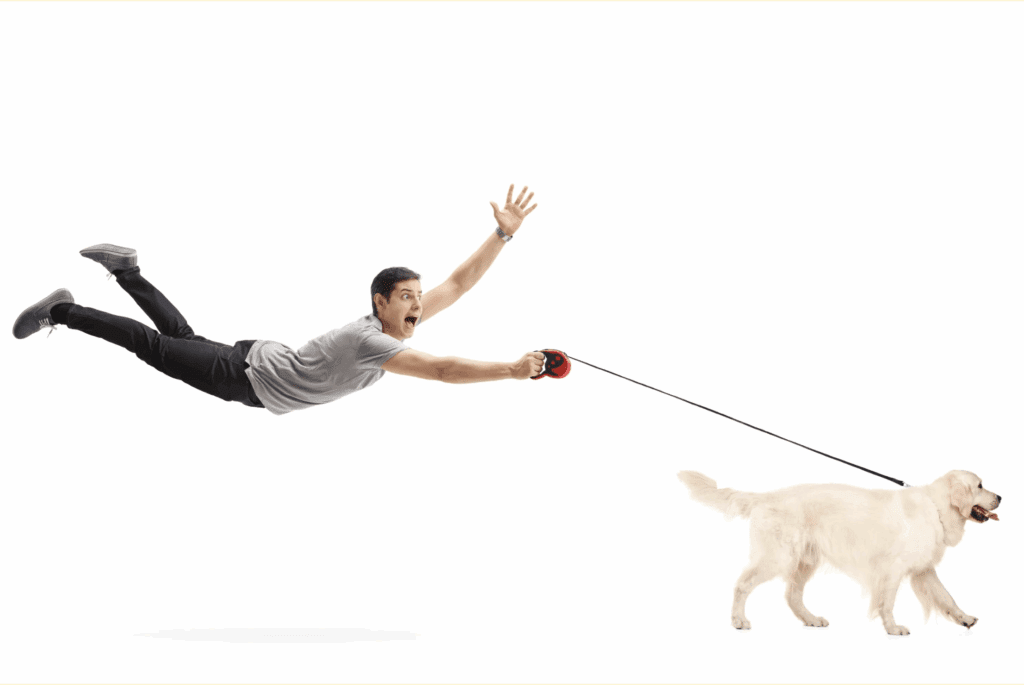 Golden Retriever pulling its owner