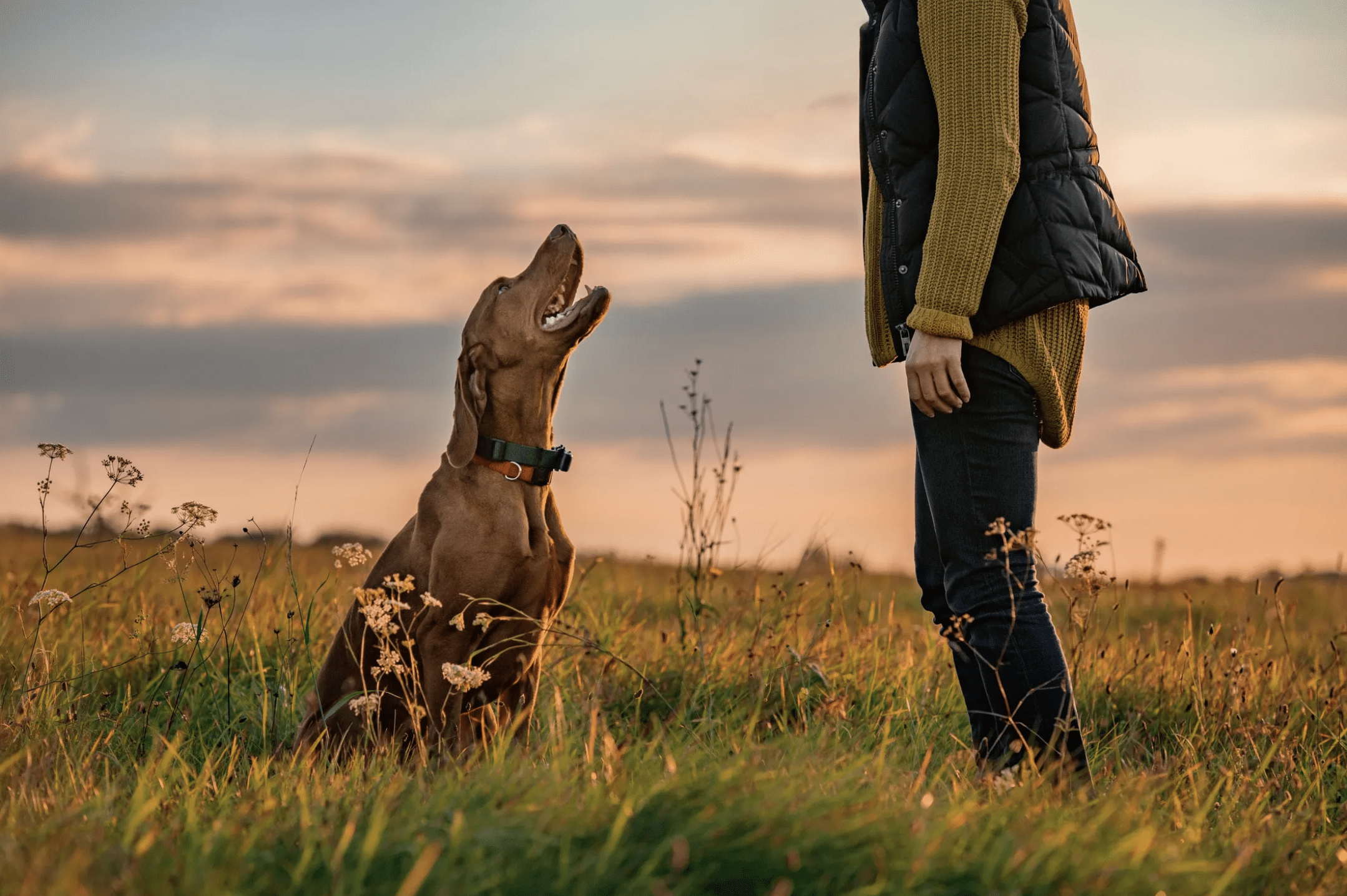 Woman training dog to sit off leash, outside