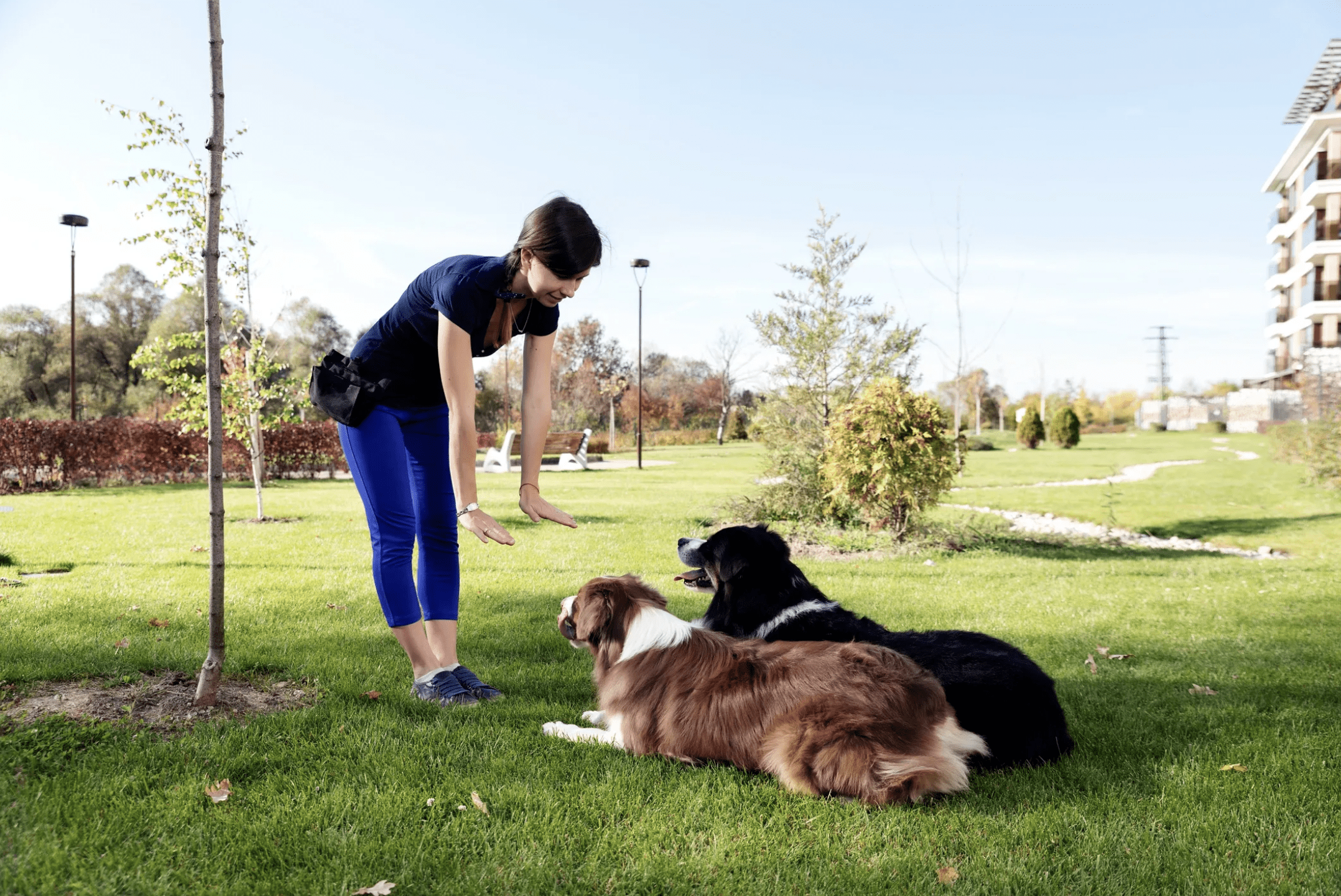 an owner giving a down stay command to two obedient dogs