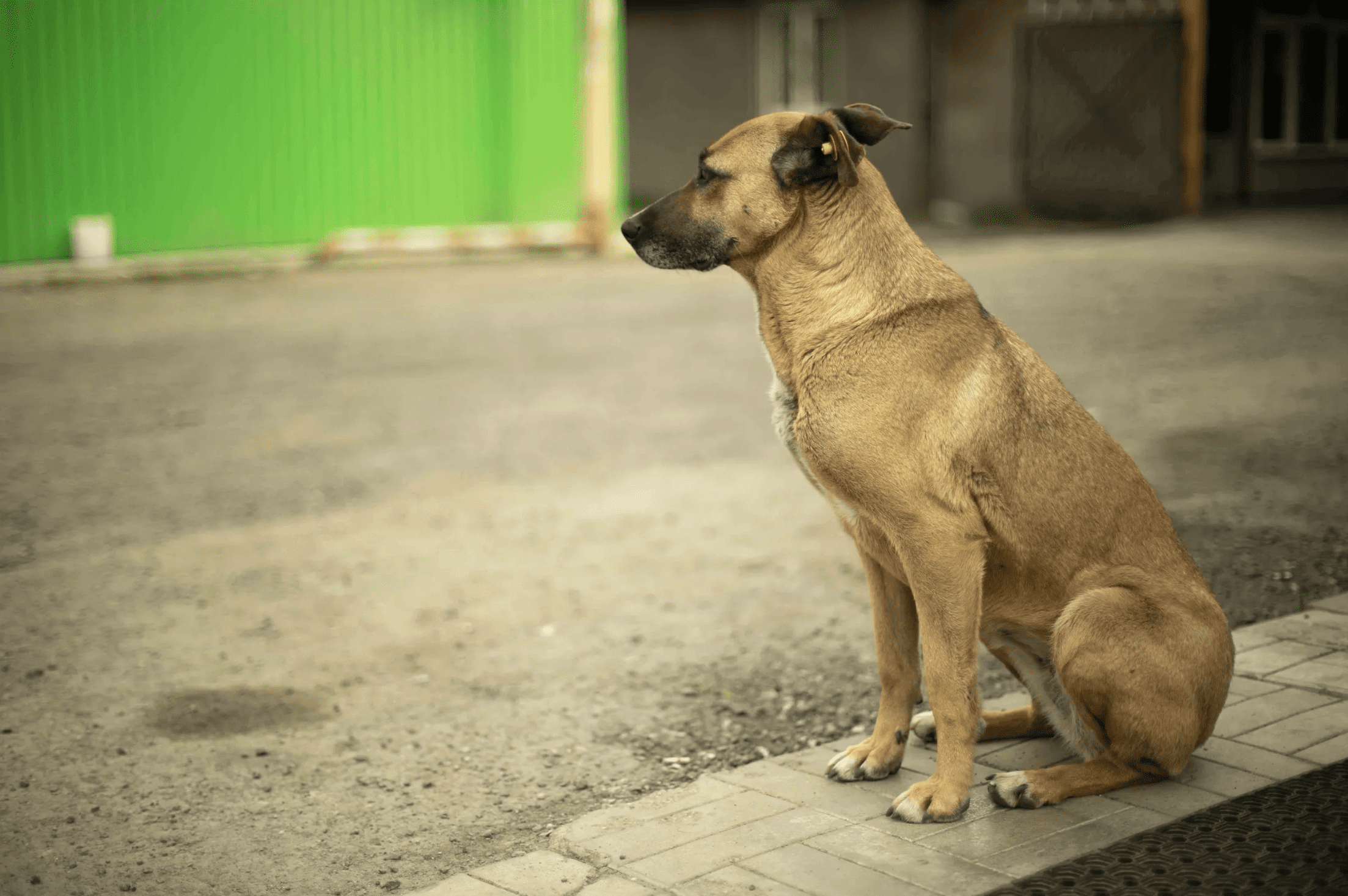 Mixed breed dog sitting and staying