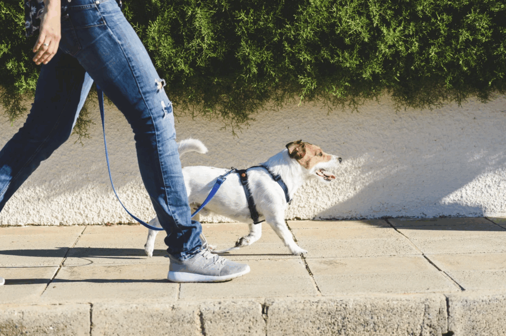 a dog happily walking alongside her owner