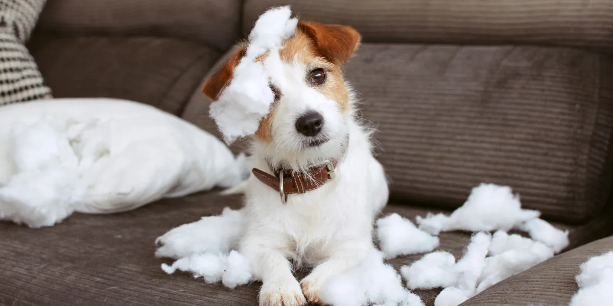 Jack Russell Terrier sitting on couch amongst destroyed pillow fluff