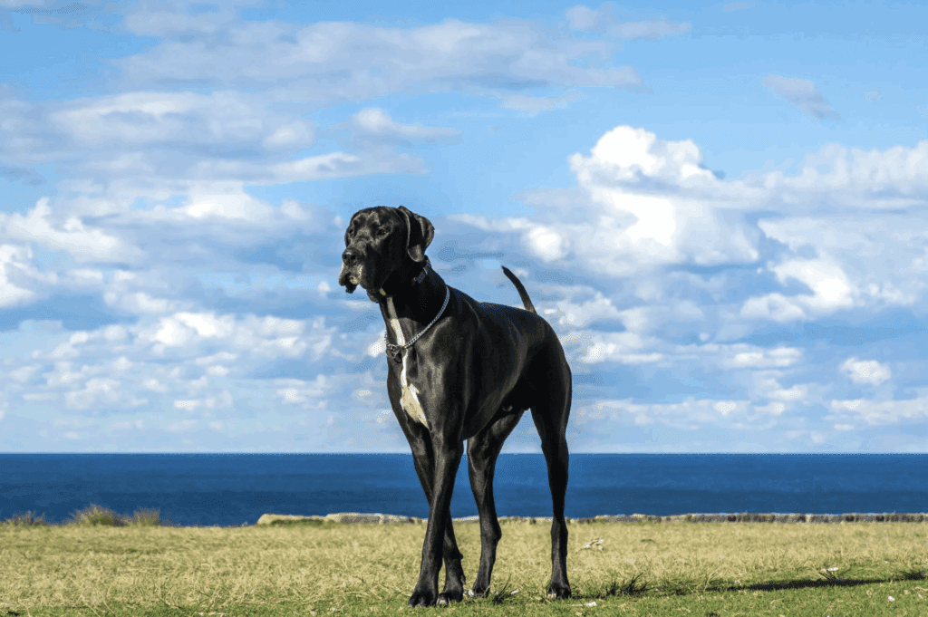 Great Dane walking calmly