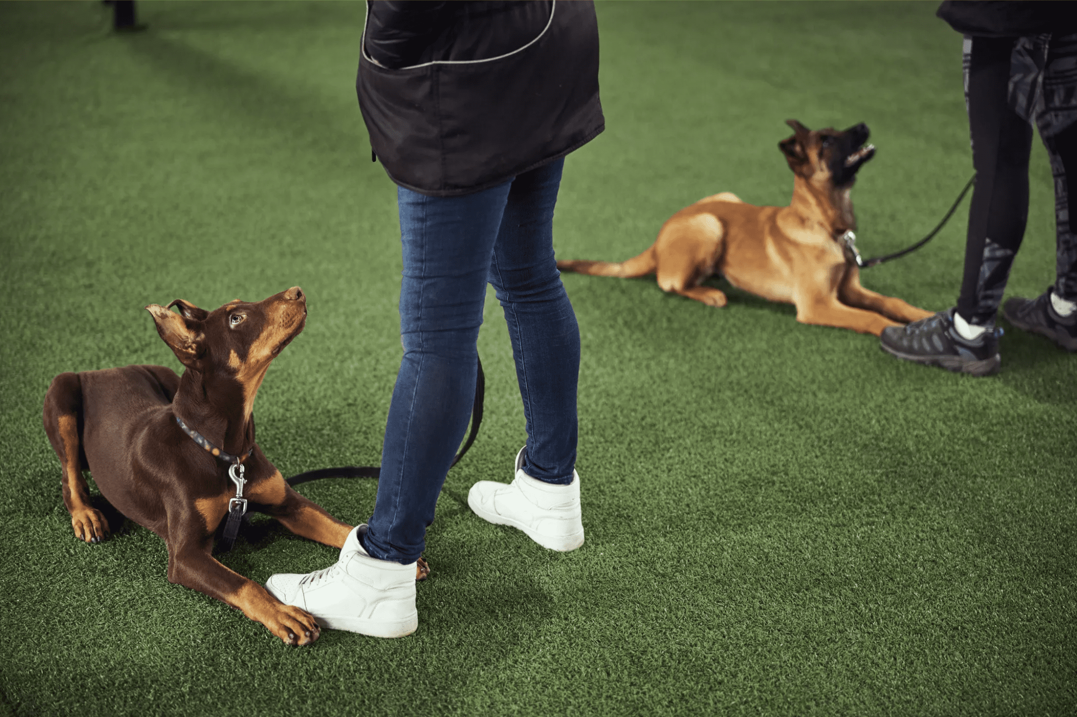 Dogs practicing sit stay command in animal training class