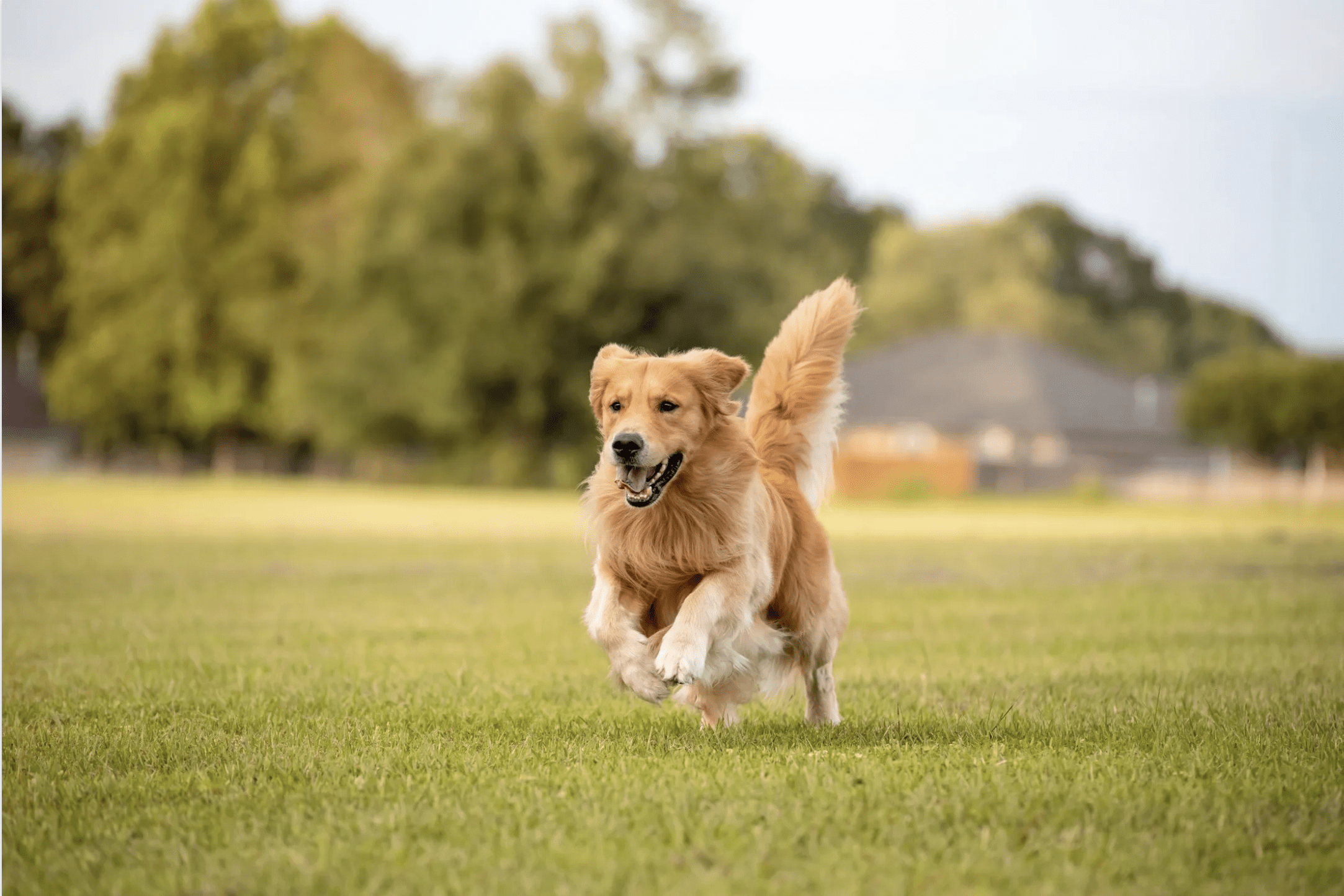Golden Retriever running across field