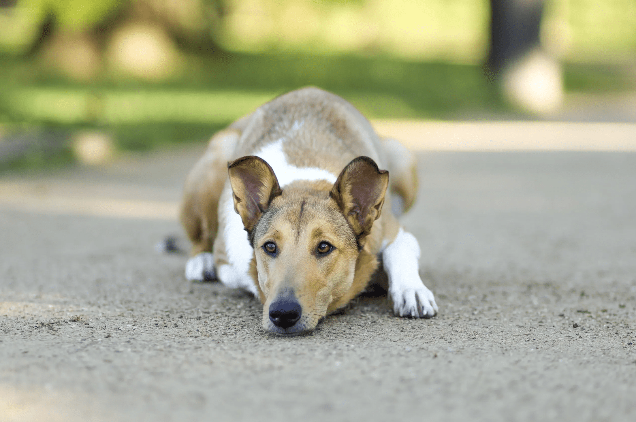 a dog lying down