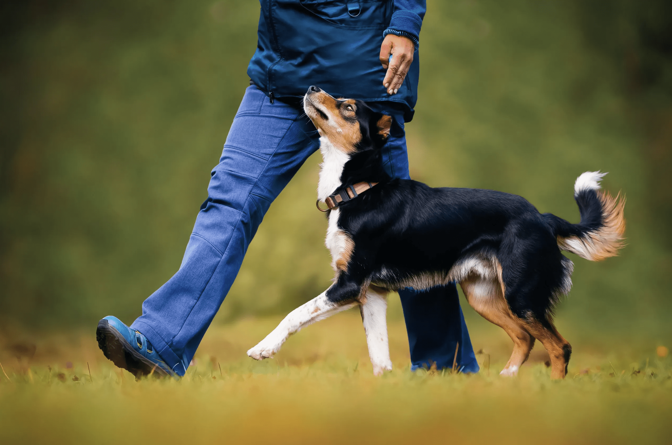 Dog walking attentively, heeling alongside owner
