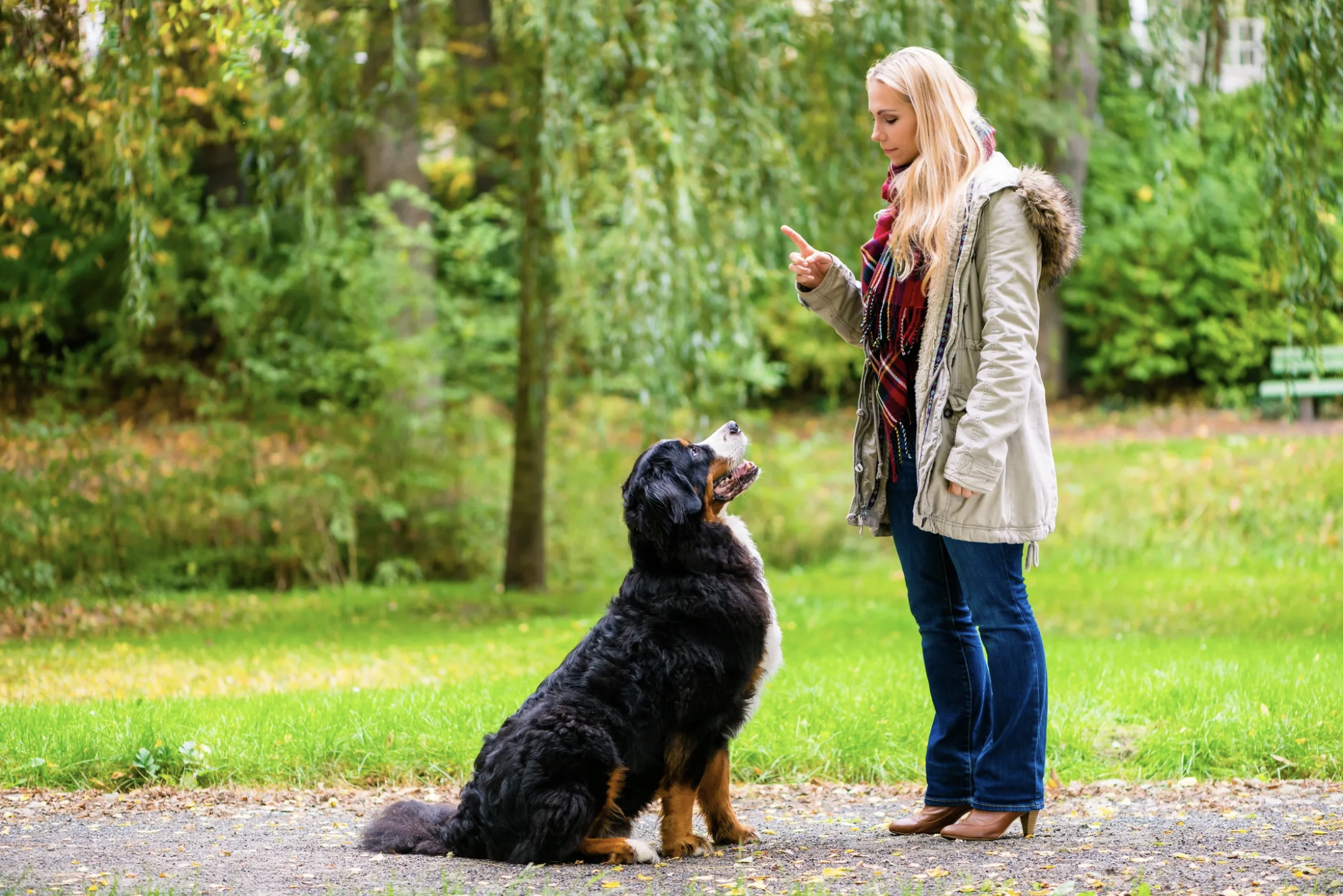 Woman training Bernese Mountain Dog to sit