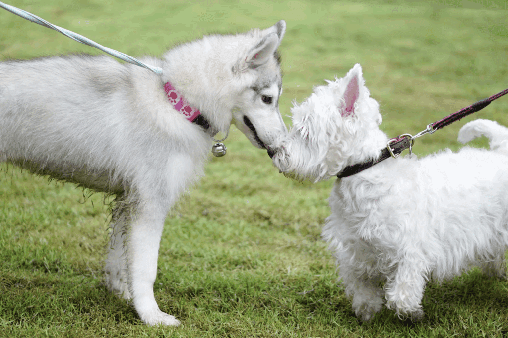 a husky and a terrier greeting each other on leash