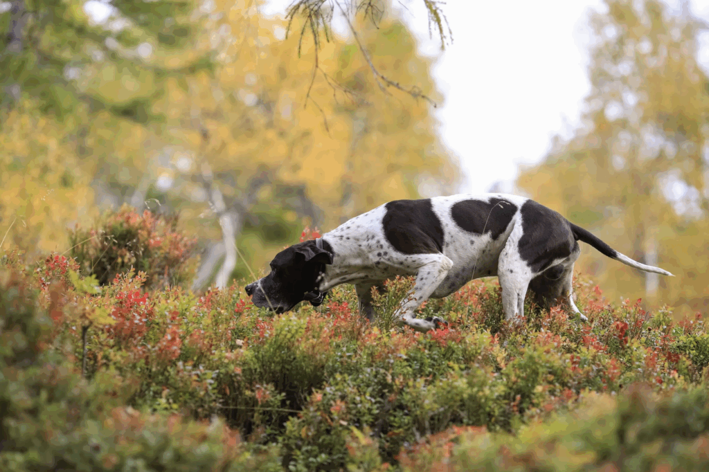 Dog ground scent tracking outside