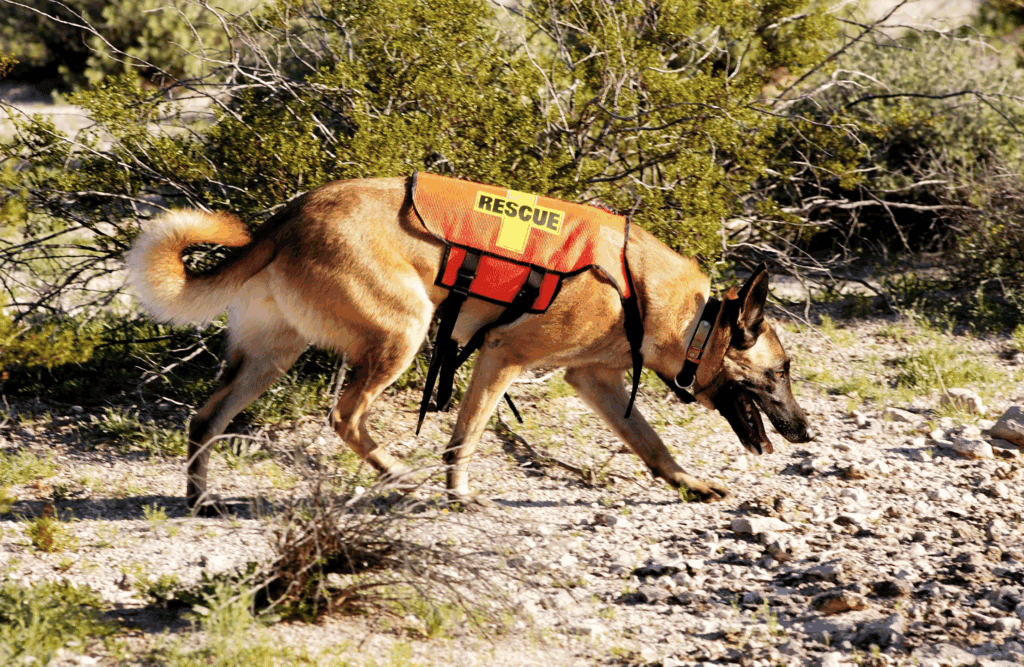 Belgian Malinois on search and rescue mission