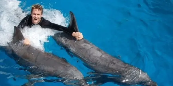 An animal trainer teaching two dolphins